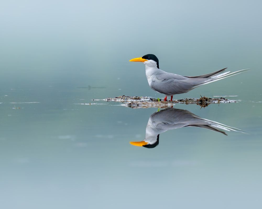 River Tern