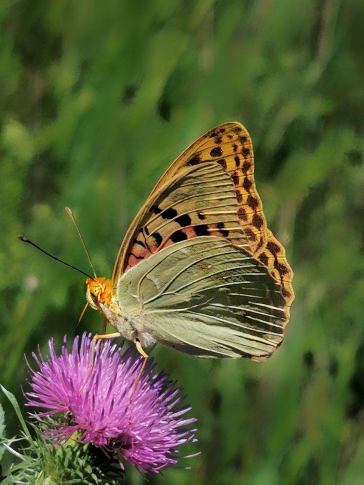 Photograph by Светлана Смирнова