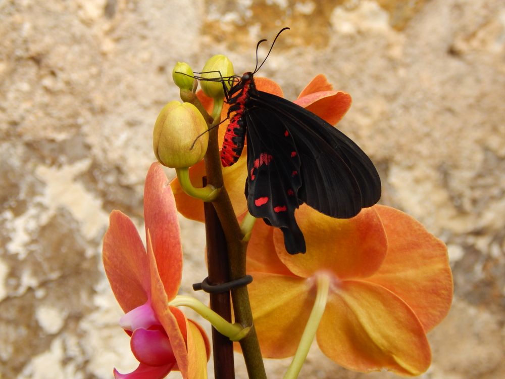 Photograph by Tanivsv