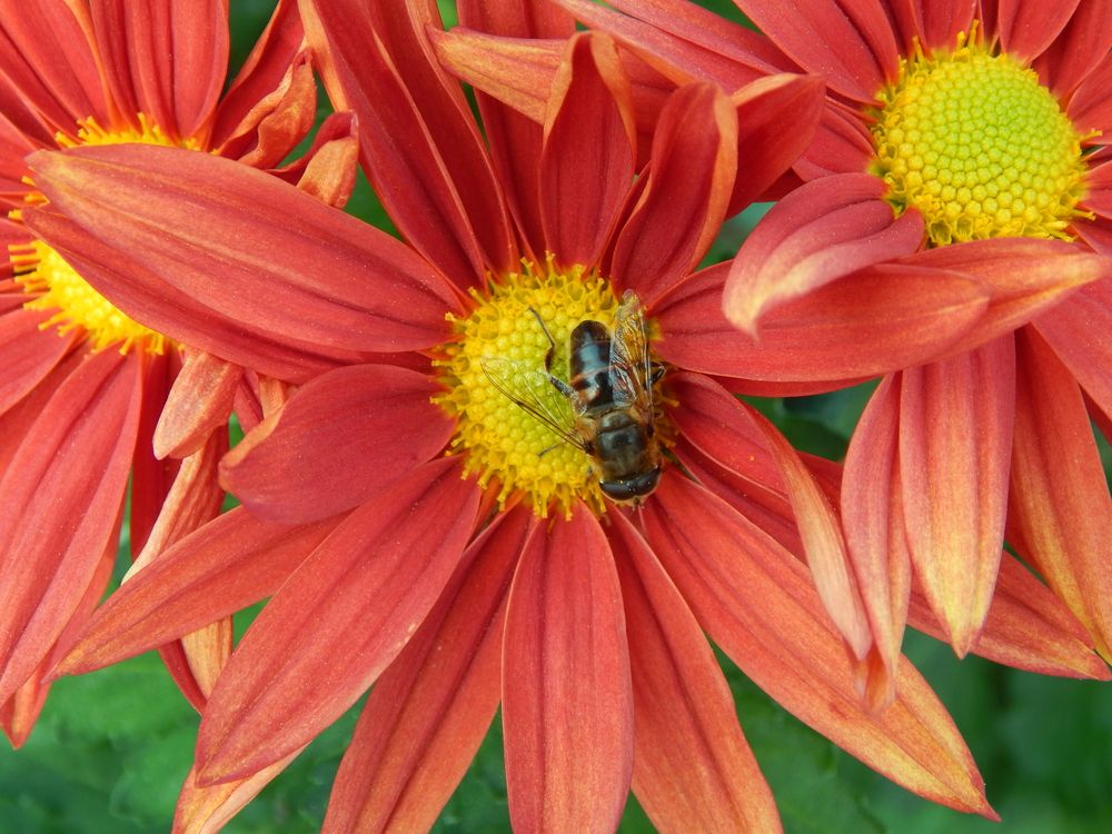 Photograph by Tanivsv