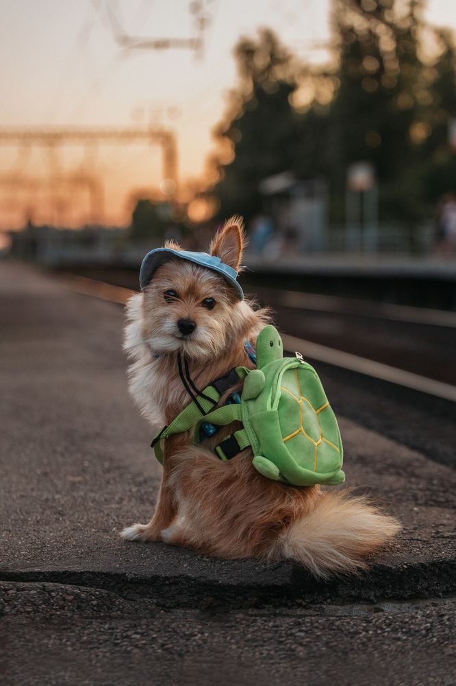 Фотография автора Мария Семенова