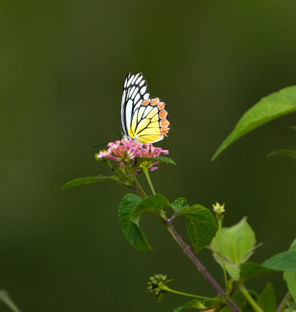 Photograph by Sumi H