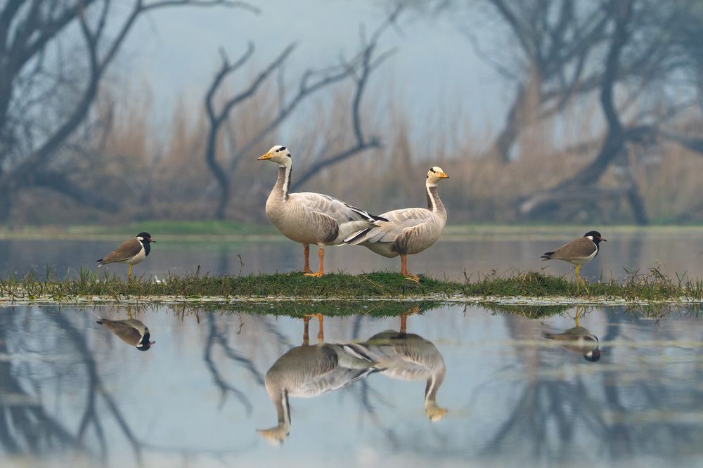 Photograph by Manu Shahdeo