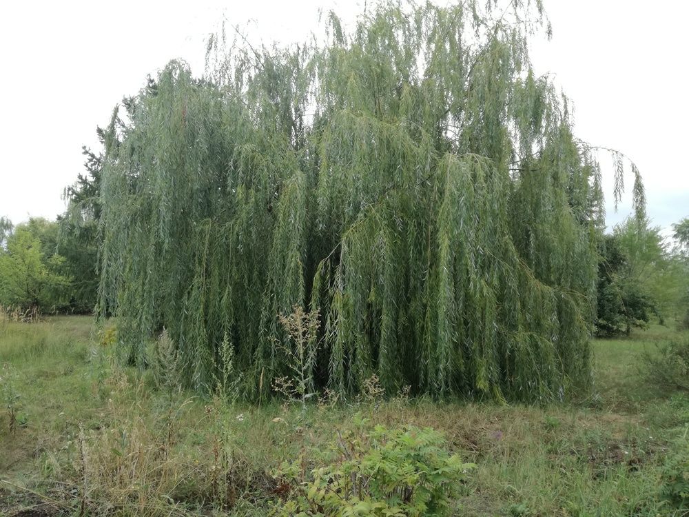 Photograph by Владимир Дмитриев