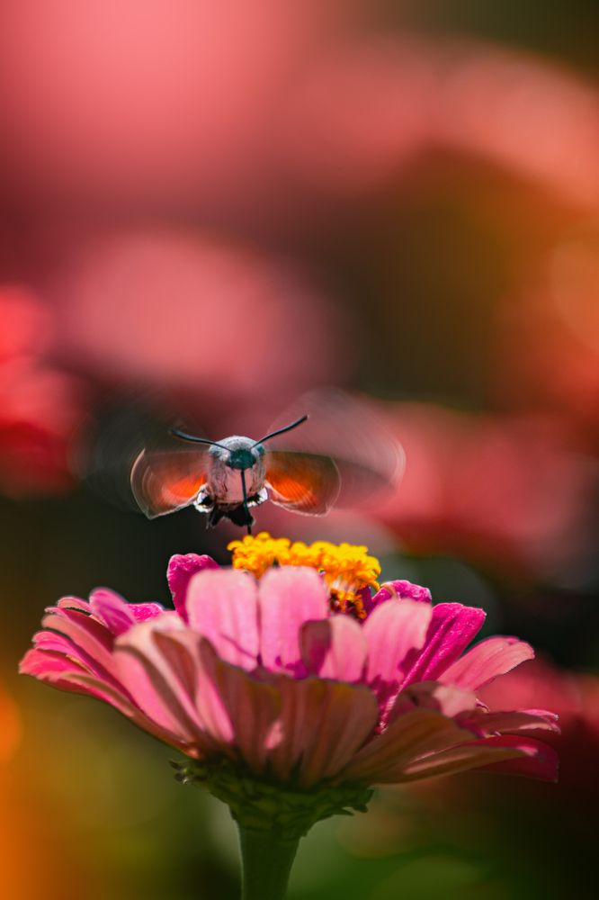 Фотография автора Оксана Ильченко