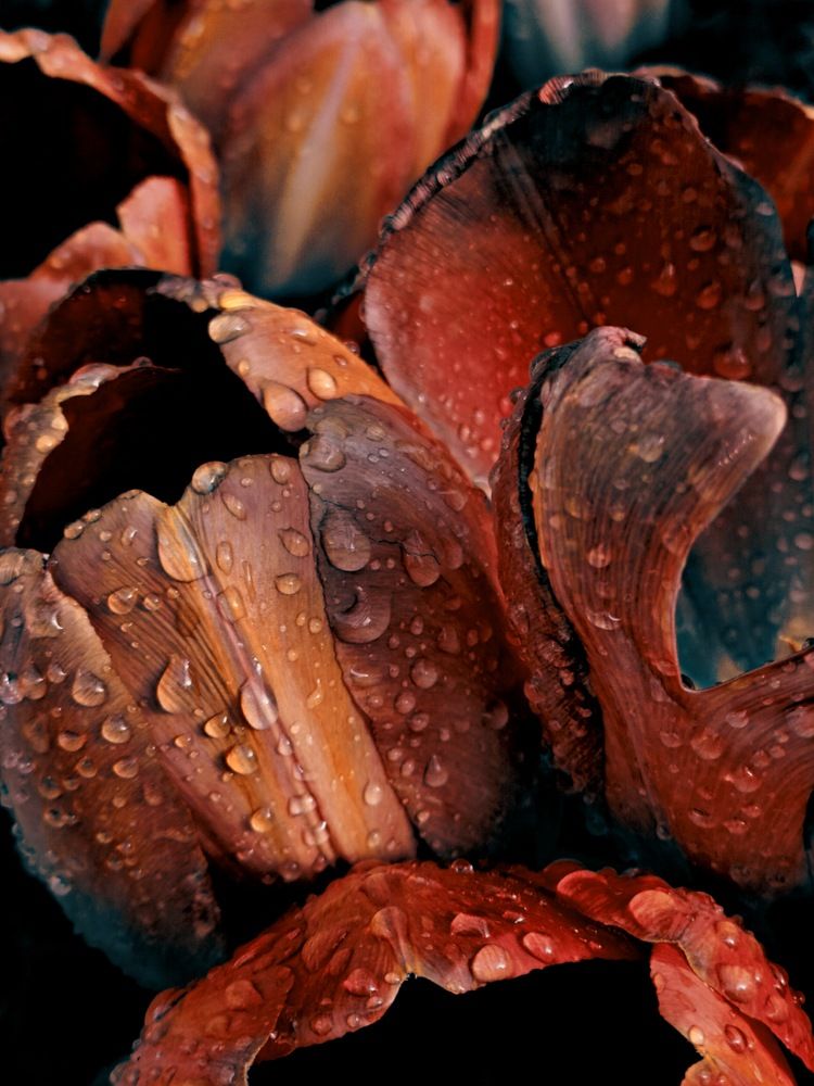 Drops