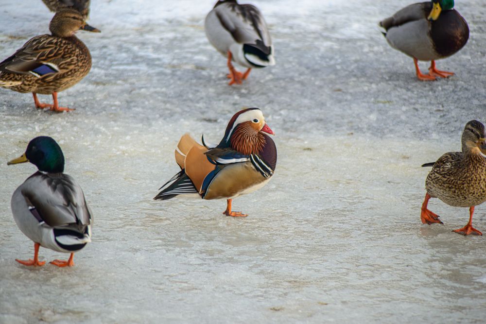Photograph by Юрий Ступин