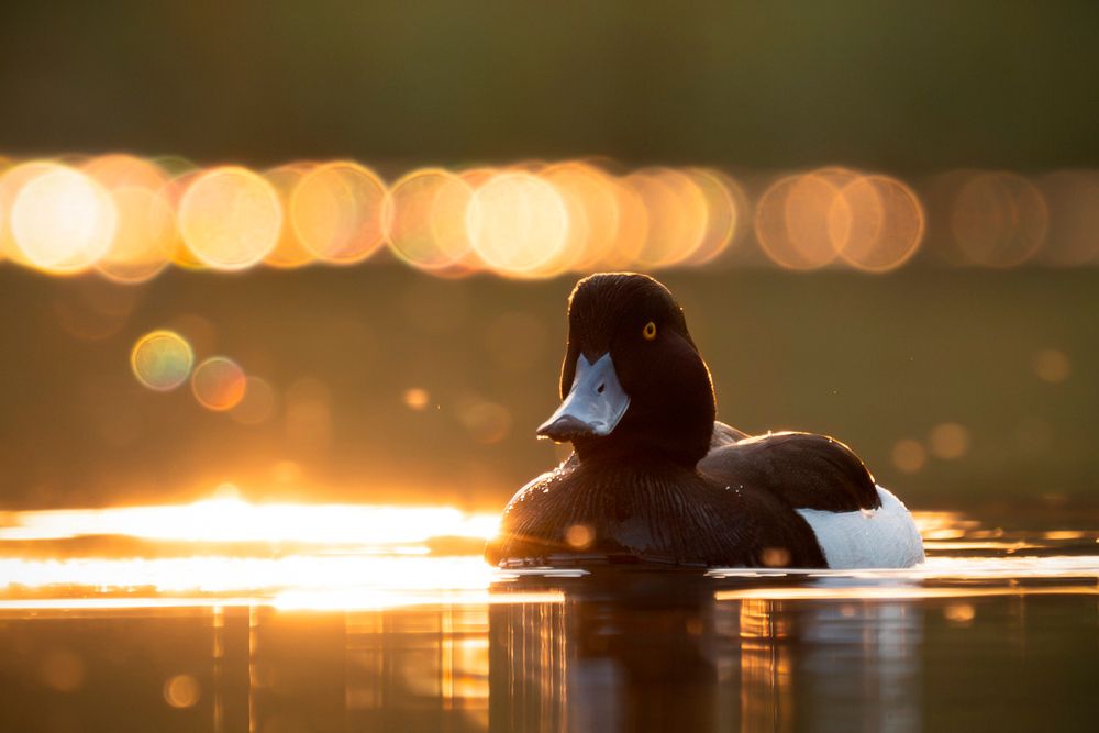 Фотография автора Vladimir Korovyakovsky
