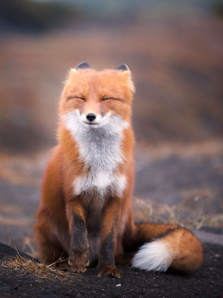 Фотография автора Дмитрий