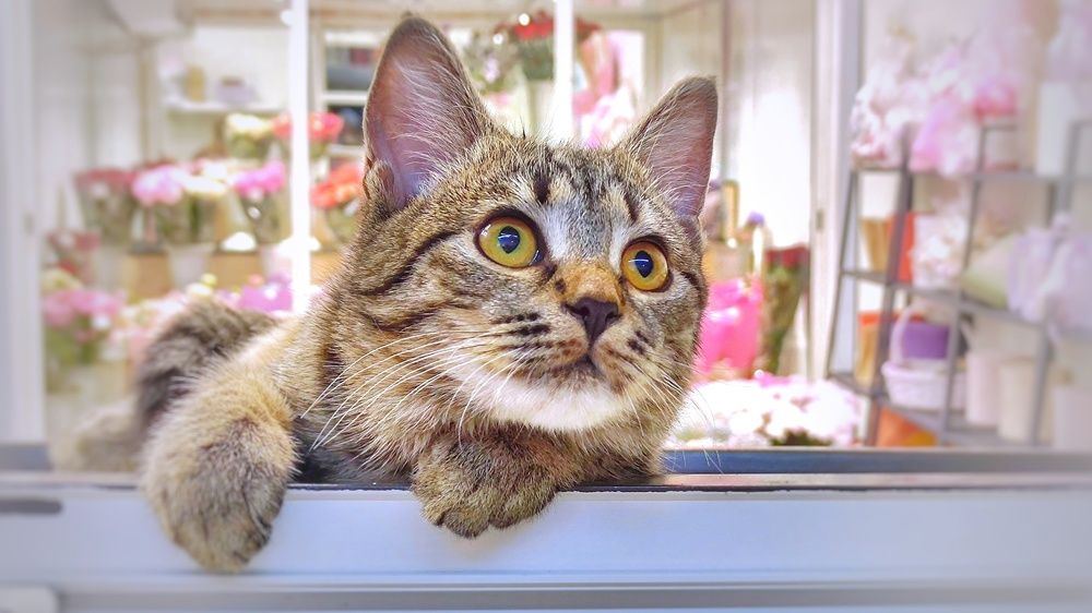 Photograph by Алла Холодова