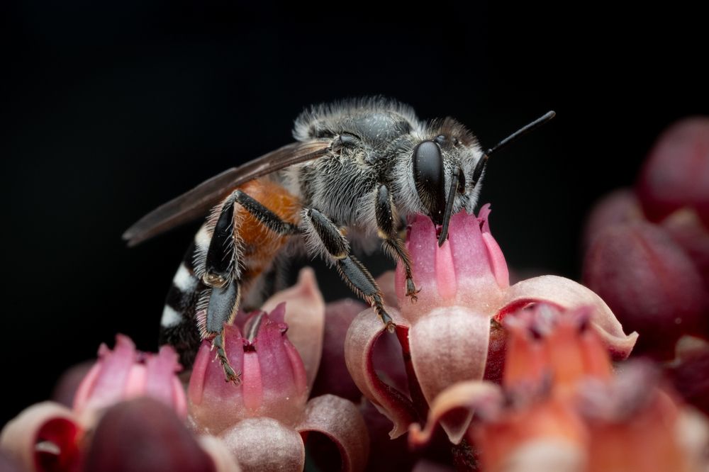 Photograph by Manu Shahdeo