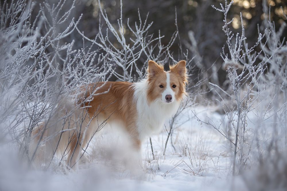 Photograph by Ольга Легенькая