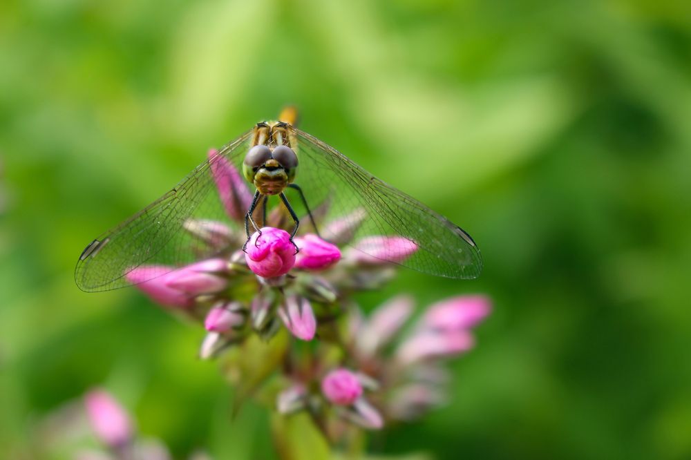 Photograph by Олег Филиппов