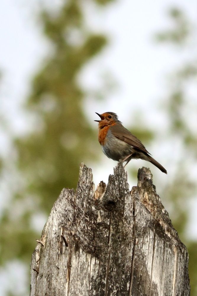 Photograph by Olga Bokareva