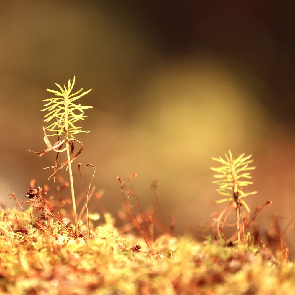 Photograph by Olga Bokareva