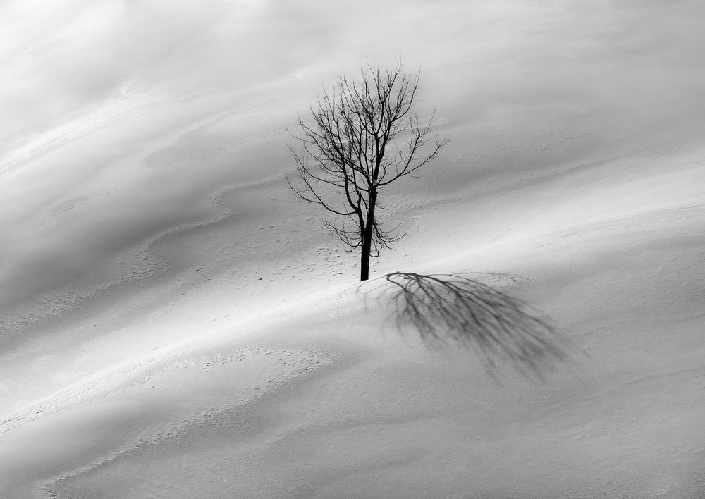 Одинокое дерево