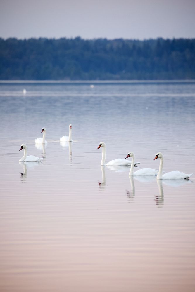 Swans in the lake
