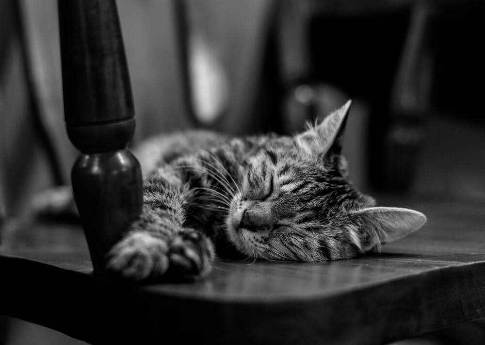 Photograph by Iman Barin