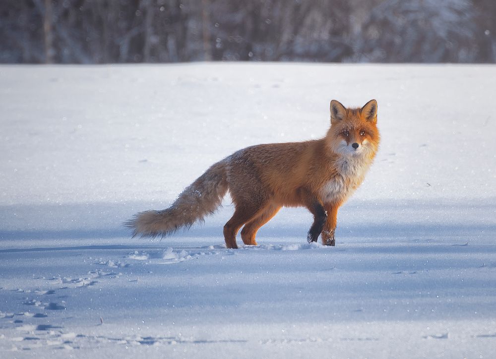 Фотография автора Andrew Kuzmin