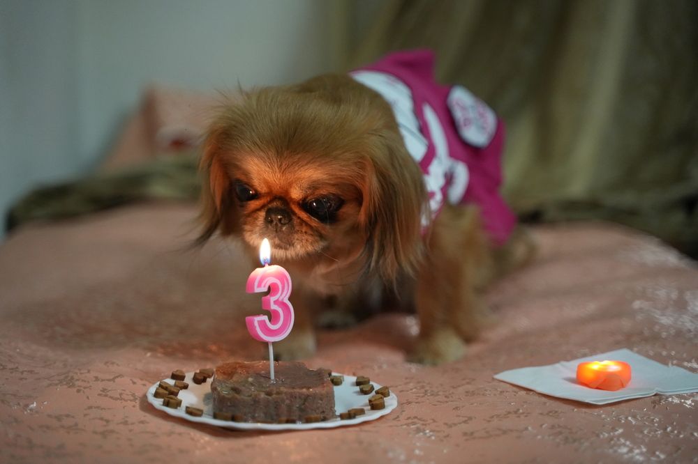 Девочке Чапе (пекинес) исполнилось три года