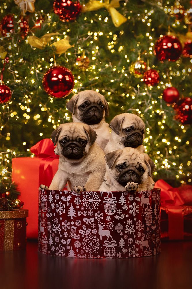 Photograph by Ольга Легенькая