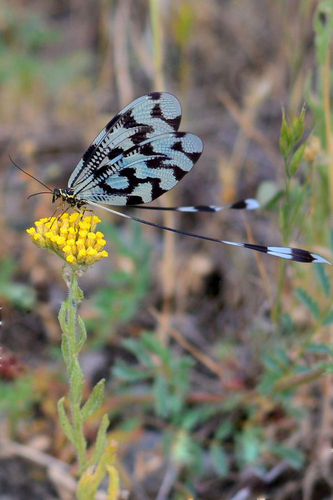 Photograph by Bekir Büyükgöz