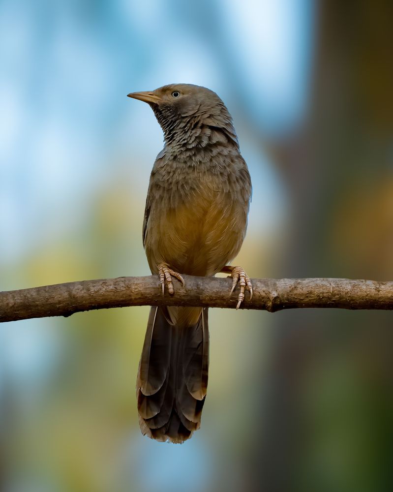 Photograph by Kedarnath M S