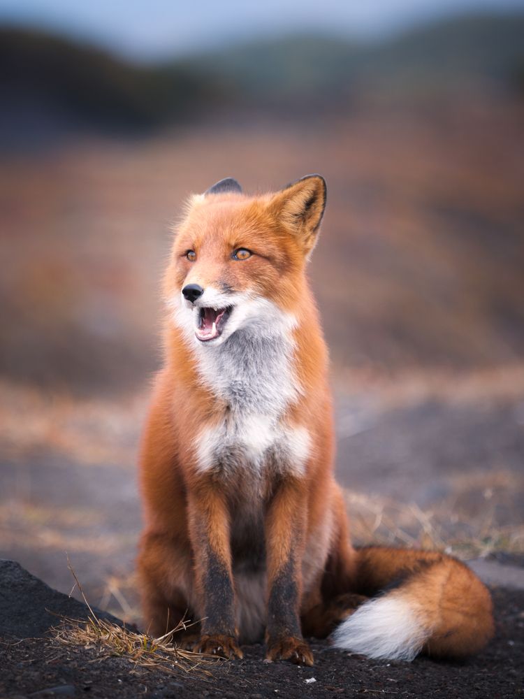 Осенняя красотка