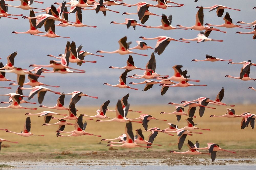 Фламинго в движении
