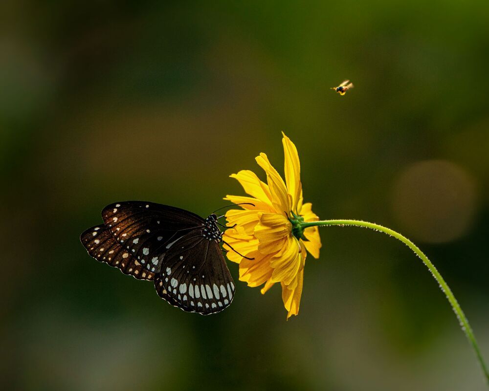 Wings of Light, Battle for Flight