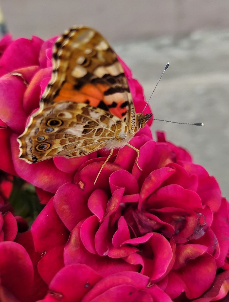 Photograph by Dragoslav Macanović