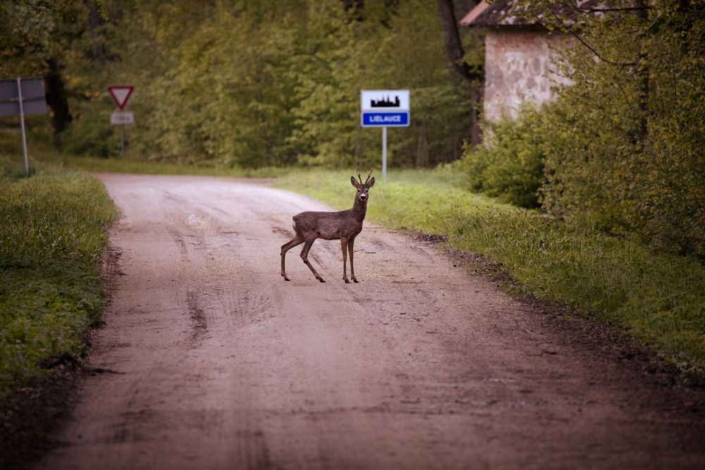A deer on the road