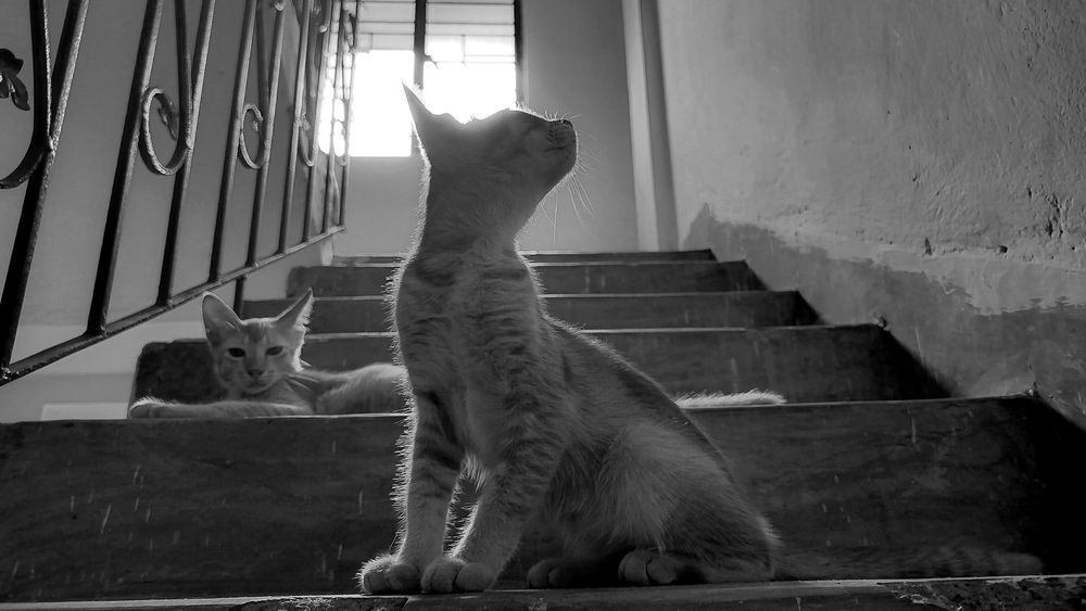 Photo #12029661