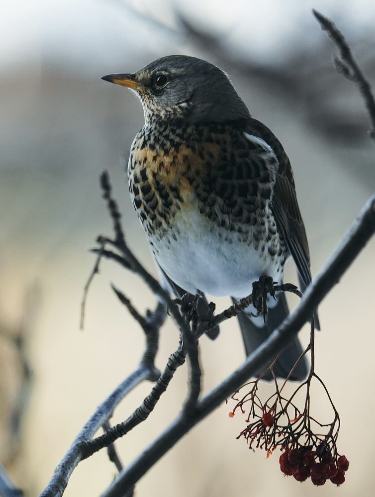 Photograph by Жанна Ляхова