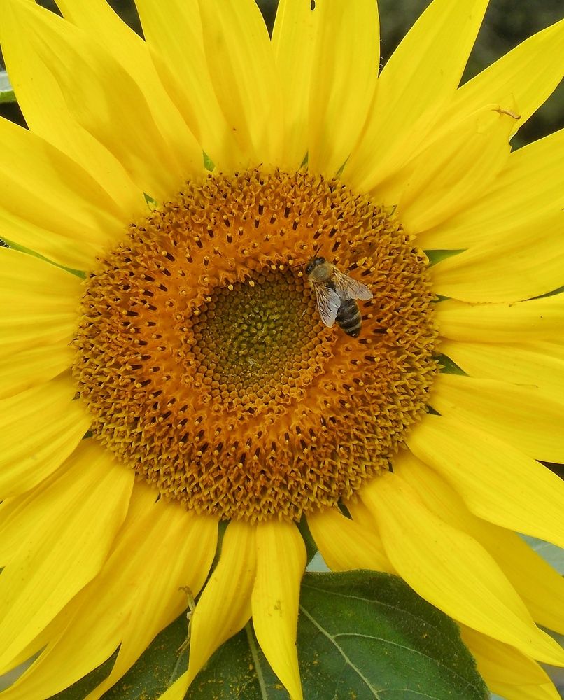 Photograph by Dragoslav Macanović