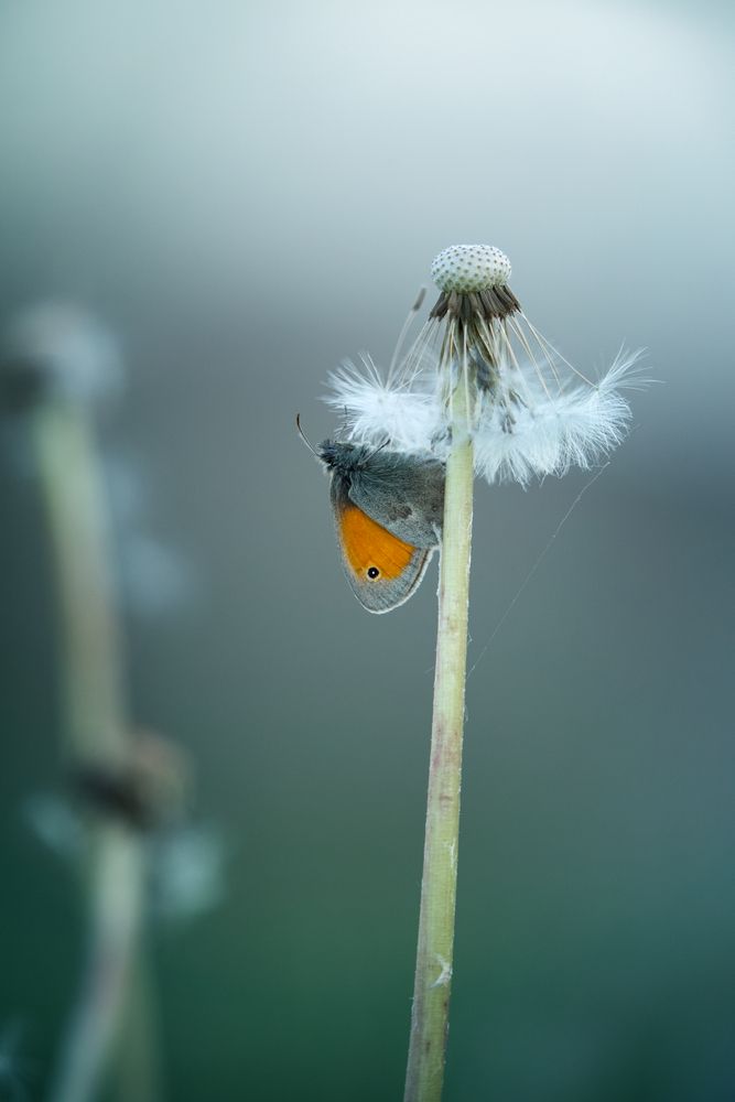 Butterfly on the dandelion