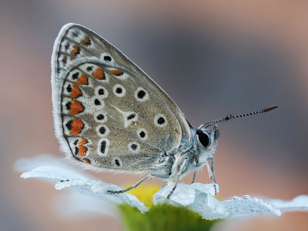 Photograph by Глеб Коровко