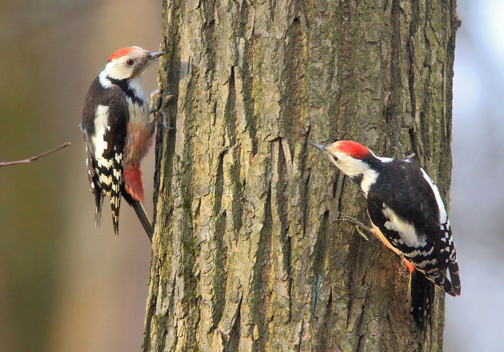 Фотография автора Михаил Крюков