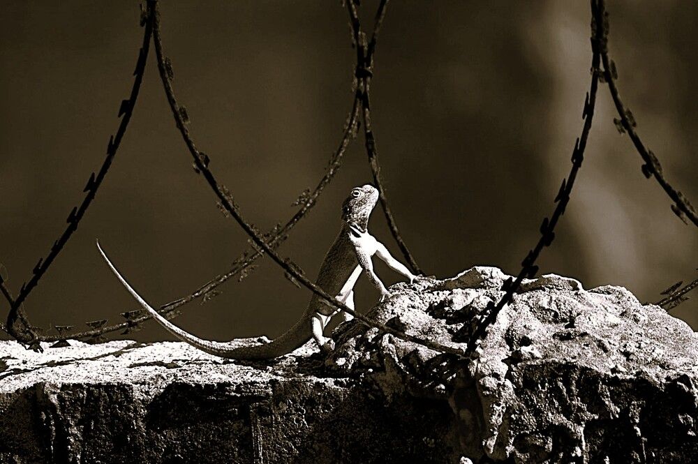 Photograph by Dipanjan Ray