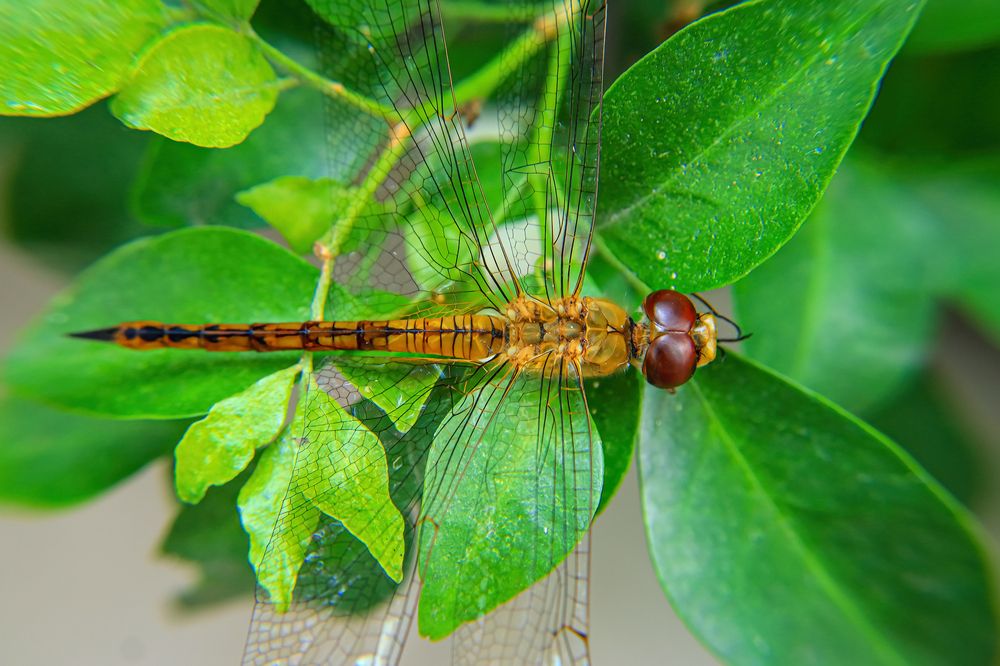 Photograph by Chau Nguyen