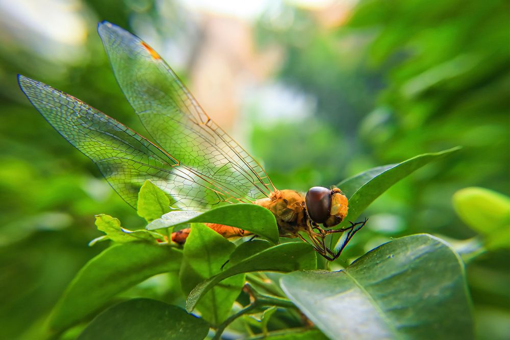 Photograph by Chau Nguyen