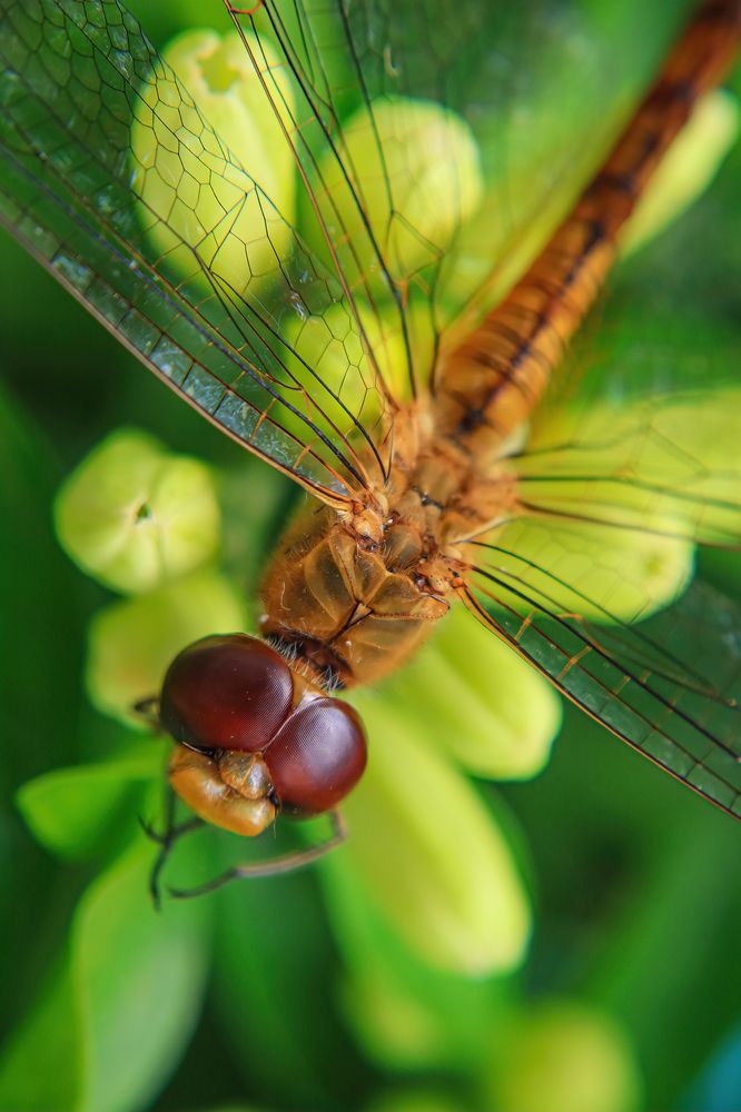Photograph by Chau Nguyen