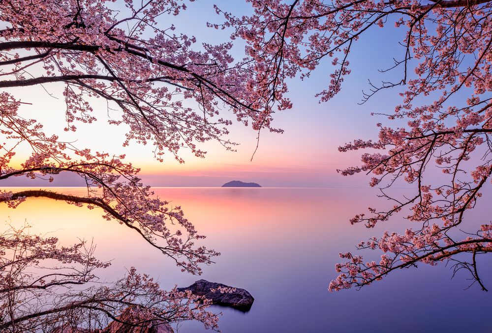 Cherry blossoms Morning.