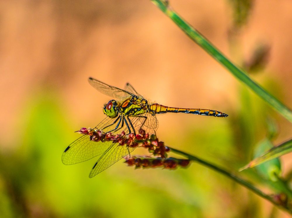 Photograph by Анастасия Гурова
