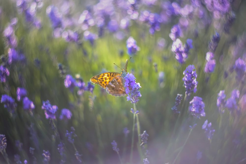 Жемчужница