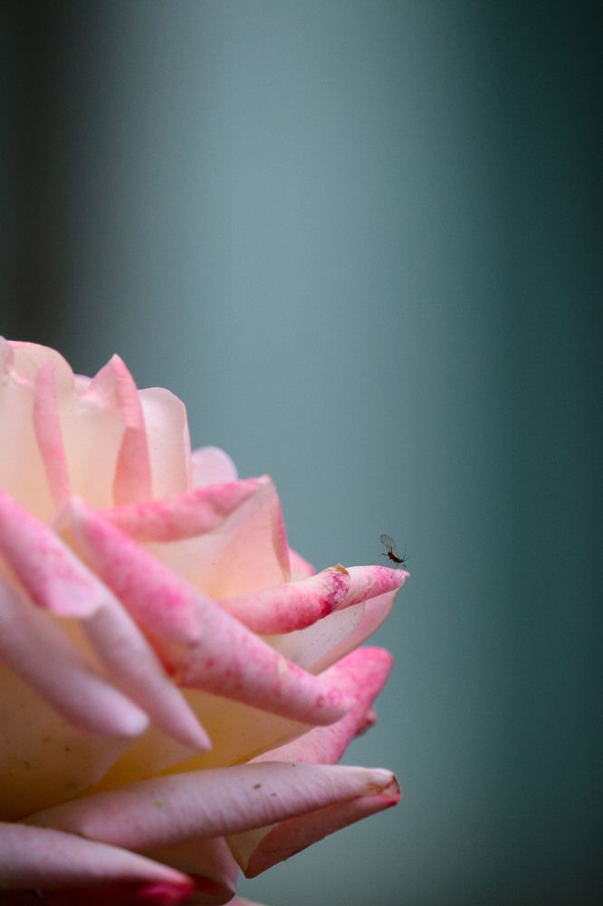 Photograph by Полина Крылова