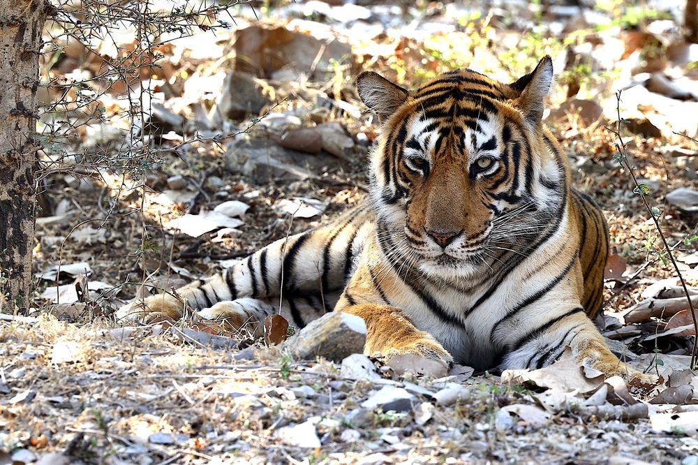 Фотография автора Леонид Голубков