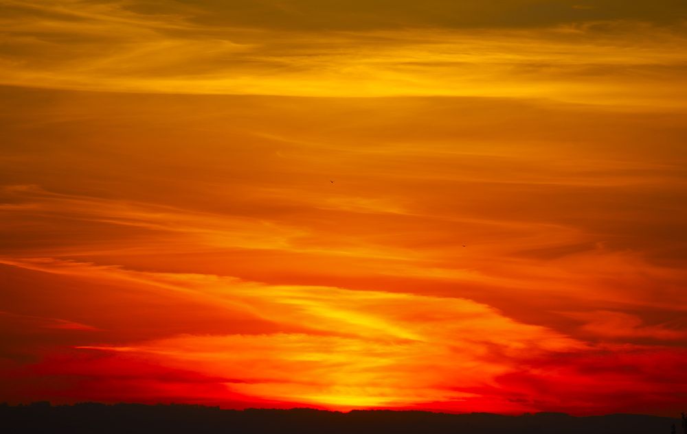 \"Птичка где ?