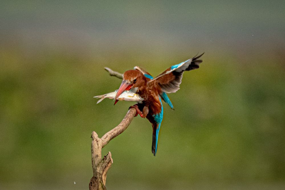 Фотография автора Pallab Ghosh