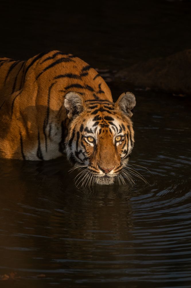 Photograph by Narayanan Iyer